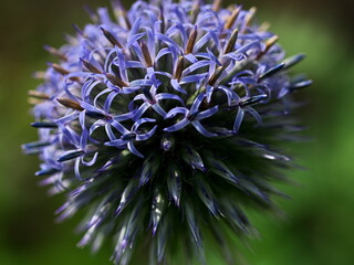 紫色の丸いアザミのクローズアップ
