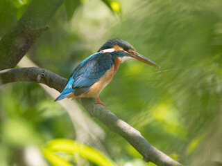 Kingfisher