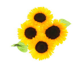 Flying sunflowers on white background