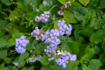 Obraz premium Ageratum houstonianum, commonly known as flossflower, bluemink, blueweed, pussy foot or Mexican paintbrush, is a cool-season annual plant often grown as bedding in gardens.