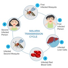 Malaria transmission cycle. Steps of infections in people with mosquito.