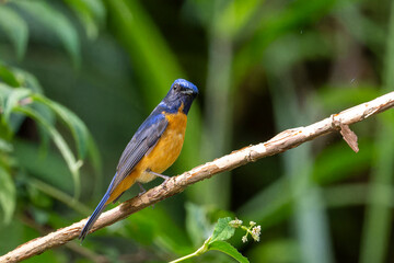 Taiwan vivid niltava