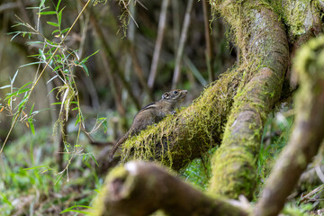 Swinhoe's striped squirrel