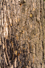Pine tree bark texture