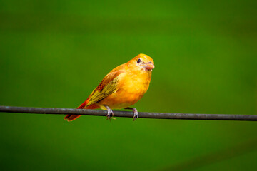 Male Euphony bird perched on a wire