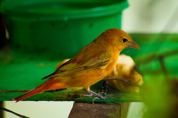 Male Euphony bird perched on a wire