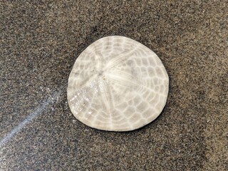 Close up top down view of an Eccentric Sand Dollar (Dendraster excentricus), at the edge of the wet sand. 