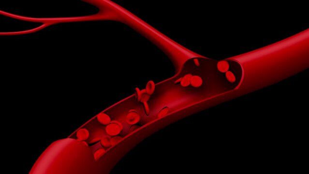 Dynamic Blood Cells in Motion. Blood Cells animation. blood cells flowing through a vein or artery in the body.
