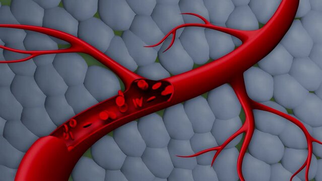 Dynamic Blood Cells in Motion. Blood Cells animation. blood cells flowing through a vein or artery in the body.