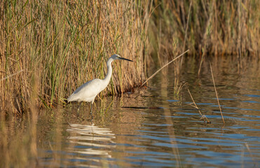 little egret looking for fish in the lagoon