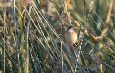 Zitting Cisticola balanced between two reeds