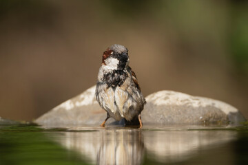 Obraz premium house sparrow - Passer domesticus by drinking water at dark background. Photo from Kisújszállás in Hungary.