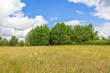 Fototapeta premium Meadow with high grass in the summer