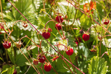 Close up at red wild strawberry