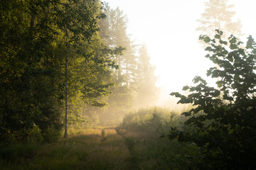 Enchanted Pathways: Majestic Forest Road in Summer Morning in Northern Europe