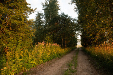 Fototapeta na wymiar Enchanted Pathways: Majestic Forest Road in Summer Morning in Northern Europe