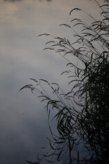 Riverside Oasis: Flourishing Flora Along Wild River Banks in Northern Europe