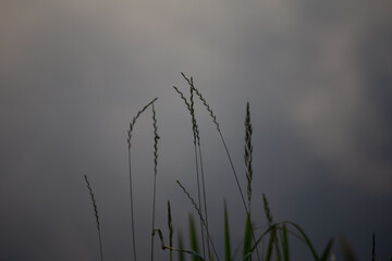 Riverside Oasis: Flourishing Flora Along Wild River Banks in Northern Europe