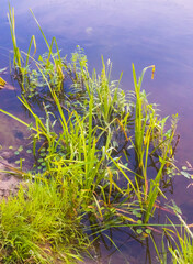 Obraz premium Riverside Oasis: Flourishing Flora Along Wild River Banks in Northern Europe