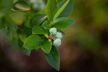 Nature's Promise: Lush Green Blueberries in Summer's Embrace in Northern Europe