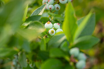 Nature's Promise: Lush Green Blueberries in Summer's Embrace in Northern Europe