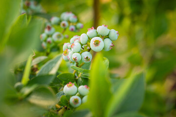 Nature's Promise: Lush Green Blueberries in Summer's Embrace in Northern Europe