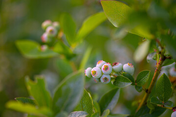 Nature's Promise: Lush Green Blueberries in Summer's Embrace in Northern Europe
