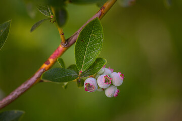Nature's Promise: Lush Green Blueberries in Summer's Embrace in Northern Europe