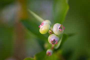Nature's Promise: Lush Green Blueberries in Summer's Embrace in Northern Europe