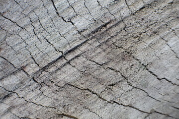 selective focus to wooden log crack texture. soft focus. for the concept photo of illegal logging and climate change