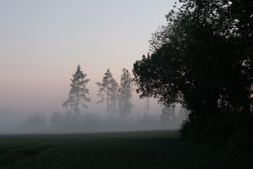 Enigmatic Whispers: Moody Summer Forest Scenery Shrouded in Fog in Northern Europe