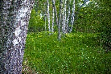 Summer's Verdant Oasis: Serene Beauty of a Fresh Green Forest in Northern Europe