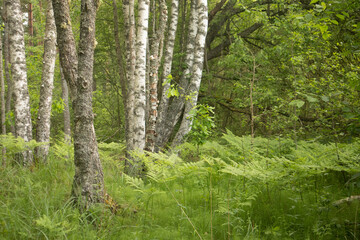 Summer's Verdant Oasis: Serene Beauty of a Fresh Green Forest in Northern Europe