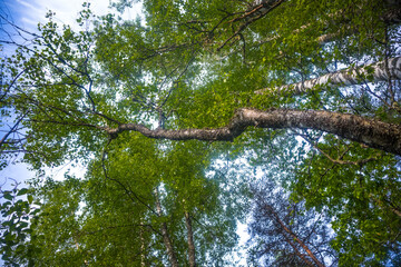 Summer's Verdant Oasis: Serene Beauty of a Fresh Green Forest in Northern Europe