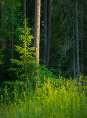 Enchanting Evergreen Symphony: Lush Summer Forest with Fir, Spruce, and Pine Trees in Northern Europe