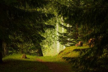 Enchanting Evergreen Symphony: Lush Summer Forest with Fir, Spruce, and Pine Trees in Northern Europe