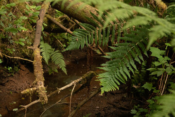 Emerald Symphony: Refreshing Green Forest Plants Flourishing in Summer in Northern Europe