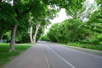 北海道大学のイチョウ並木 北海道札幌市