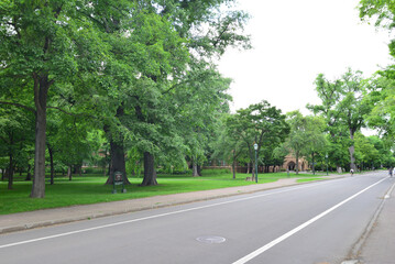 北海道大学のイチョウ並木 メイン道路 北海道札幌市