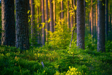 Sunlit Serenity: Majestic Summer Scenery in the Temperate Forest in Northern Europe - obrazy, fototapety, plakaty