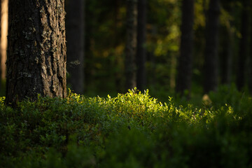 Sunlit Serenity: Majestic Summer Scenery in the Temperate Forest in Northern Europe