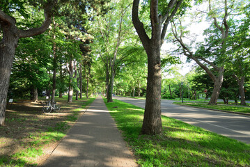 北海道大学のメイン道路 北海道札幌市