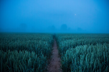 Mystical Serenity: Fog-Enveloped Wheat Field in the Summer Morning in Northern Europe