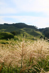 緑の丘とススキ