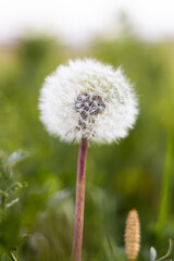 Dandelion, who never wanted to blow one of these?