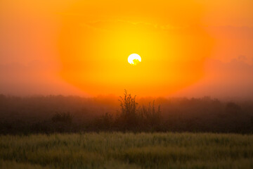 Mystical Dawn: Serene Foggy Sunrise Embracing Summer Fields in Northern Europe