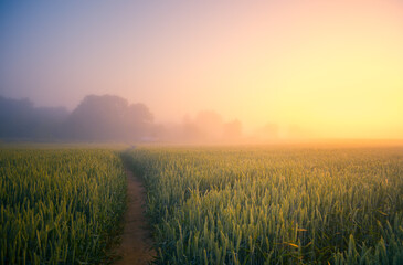 Golden Horizons: Majestic Summer Sunrise over Countryside Wheat Field in Northern Europe