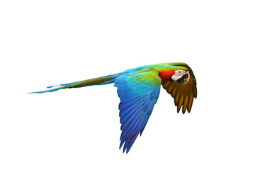 Colorful flying parrot isolated on transparent background png file