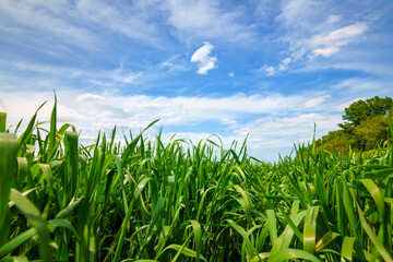 young green wheat sprouts agricultural field, bright spring landscape on a sunny day, blue sky as background