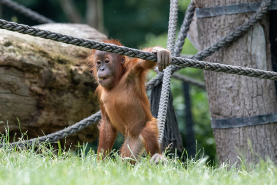 Herumtollendes Orang-Utan Baby auf einem Spielplatz im Zoo